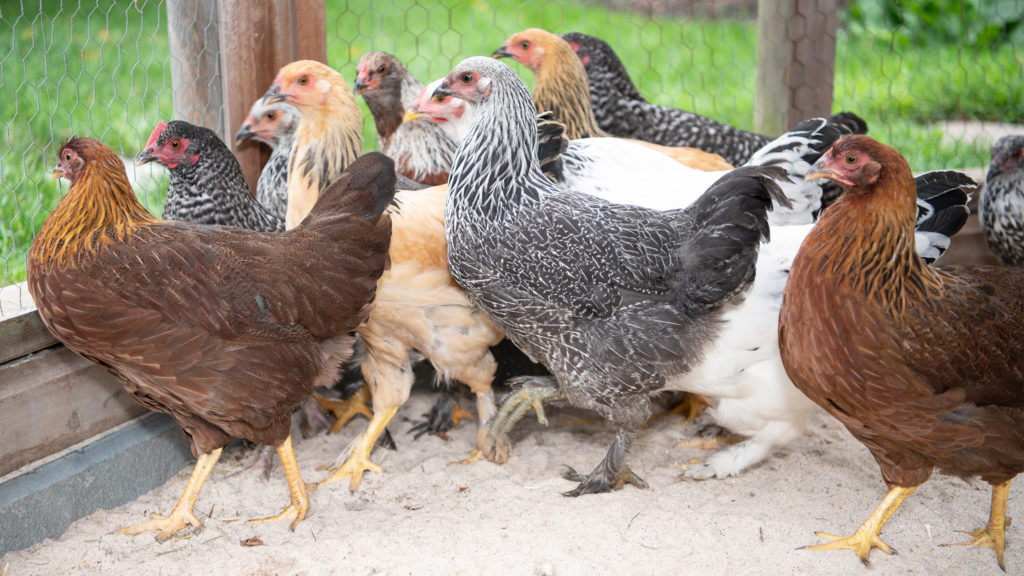 New Laying Hen Flock Arrives at Sleepy Cat Farm Sleepy Cat Farm
