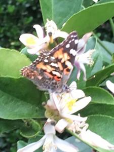 Photo 4: Painted Lady Butterflies follow bees and further pollinate flowers of Meyer Lemons.