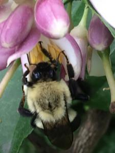 Photo 3: Bumble bees force buds open while extracting nectar and at the same time pollinating the Lemon flowers.