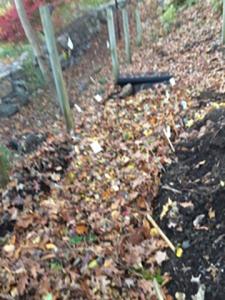 Photo 2: The trench of bulbs is covered with leaves to exclude light, as well as insulate the bulbs to allow easy removal in the Spring
