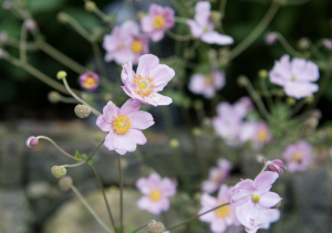 Japanese Anemone