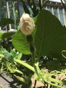 Female Gourd with immature fruit