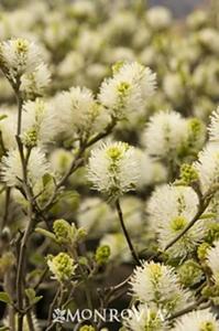 Fothergilla