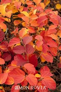 Fothergilla in Fall