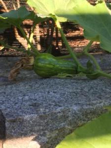 Gourd with Pollinated blossom