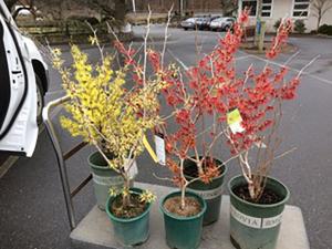 Hamamelis intermedia cultivars