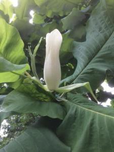 Magnolia Pre-bloom