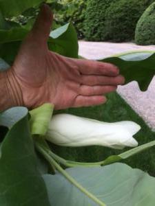 Scale of Magnolia Bloom