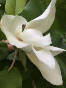 Magnolia Mid-Bloom