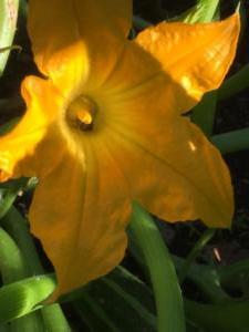 Zucchini Flower with bee inside